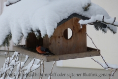 2018 02 18_0 (28) Dompfaff